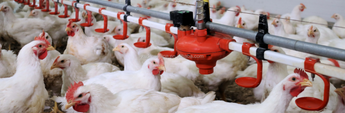 Automatic poultry chicken farm nipple drinker water system for broilers layers quail hen farming watering raising