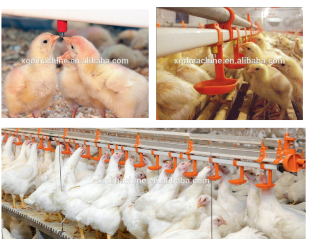 Automatic poultry chicken water for quail birds farm system China price