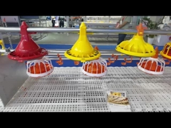 Système d'alimentation automatique de volaille